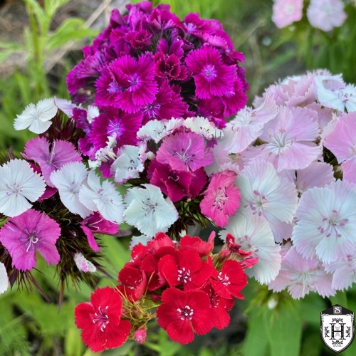 Dianthus barbatus 'Barbarini' mix - Habenelk 'Barbarini' mix P11/0,75L